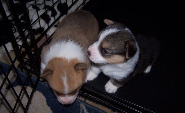 2 Males   Pembroke Welsh Corgi Puppies media 5