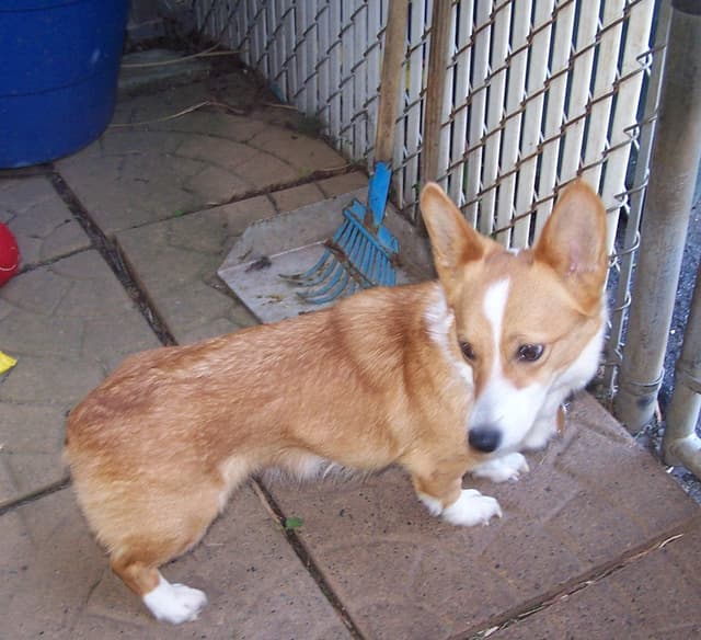 2 Males   Pembroke Welsh Corgi Puppies media 6