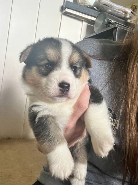 2 Males   Pembroke Welsh Corgi Puppies media 7