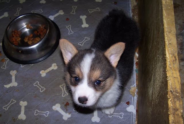 2 Males   Pembroke Welsh Corgi Puppies media 8