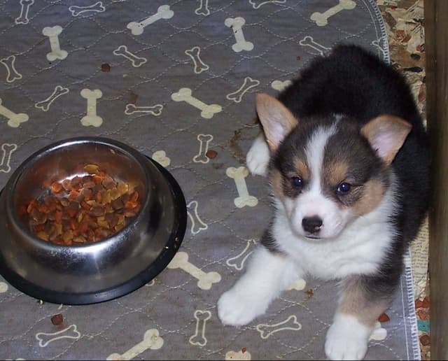 2 Males   Pembroke Welsh Corgi Puppies media 9