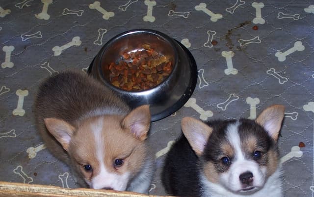 2 Males   Pembroke Welsh Corgi Puppies media 10