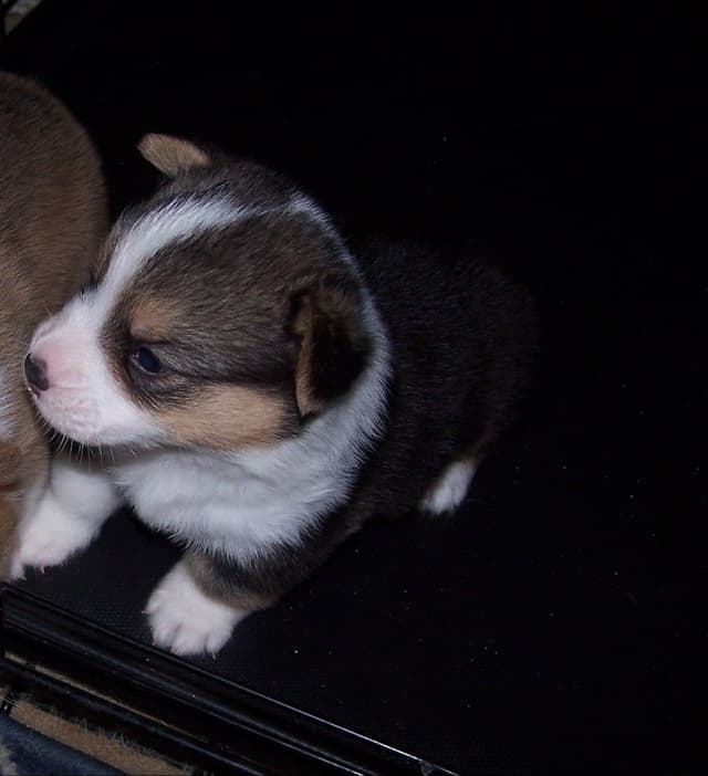 2 Males   Pembroke Welsh Corgi Puppies media 13