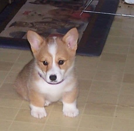2 Males   Pembroke Welsh Corgi Puppies media 14