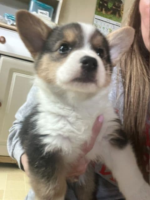 2 Males   Pembroke Welsh Corgi Puppies media 15