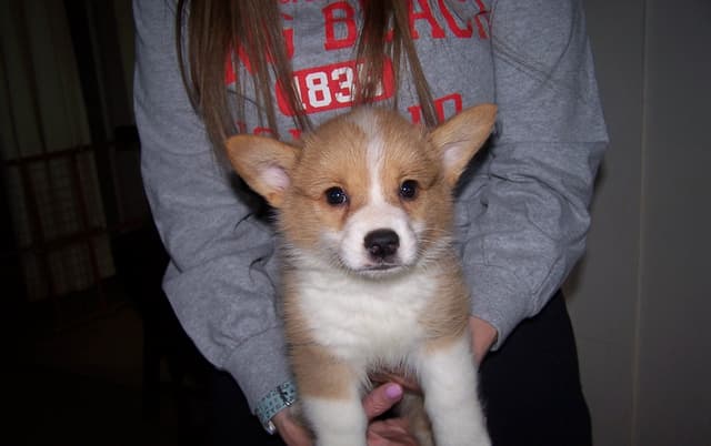 2 Males   Pembroke Welsh Corgi Puppies media 16