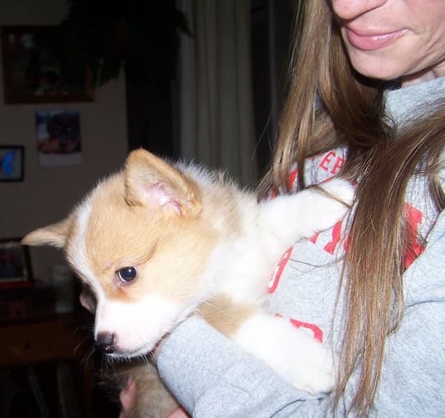 2 Males   Pembroke Welsh Corgi Puppies media 17