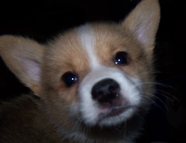 2 Males   Pembroke Welsh Corgi Puppies media 18