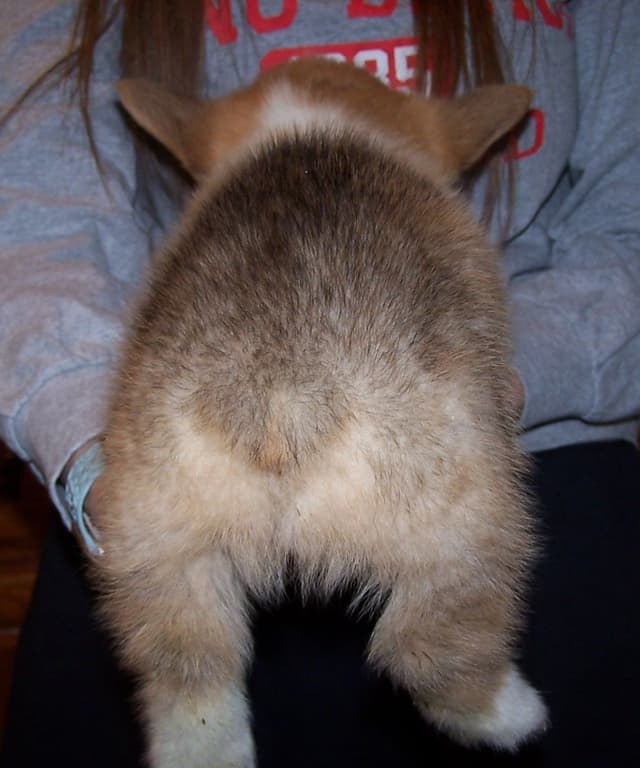2 Males   Pembroke Welsh Corgi Puppies media 20