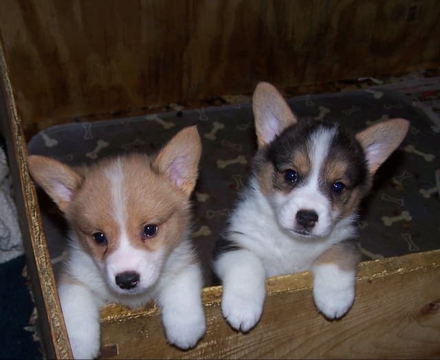 2 Males   Pembroke Welsh Corgi Puppies media 21
