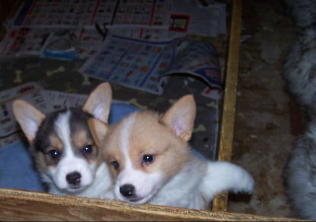 2 Males   Pembroke Welsh Corgi Puppies media 22