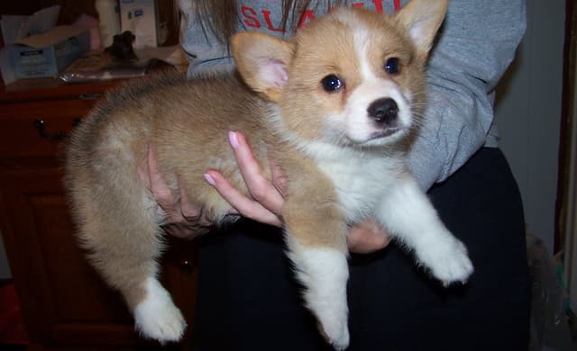 2 Males   Pembroke Welsh Corgi Puppies media 23