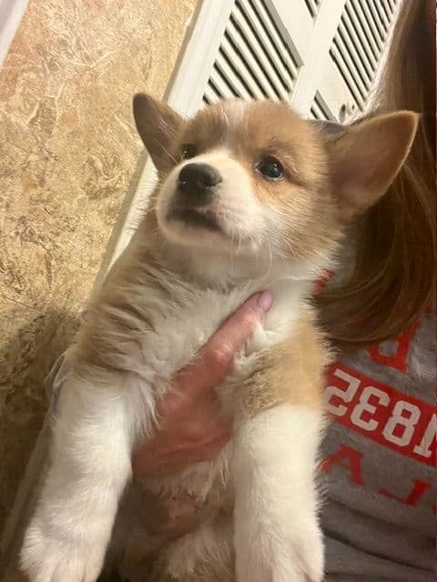 2 Males   Pembroke Welsh Corgi Puppies media 24
