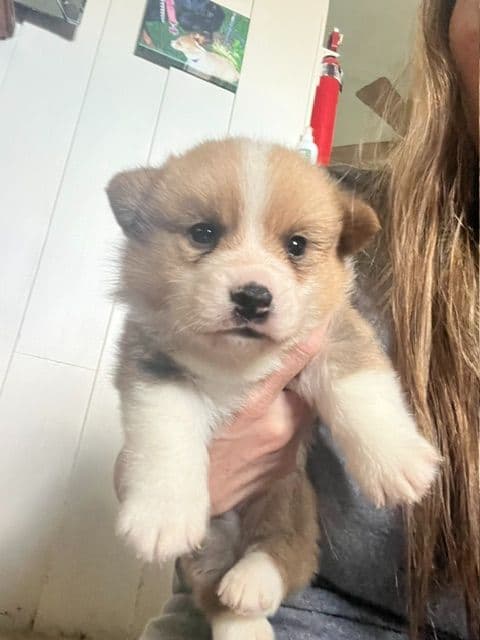 2 Males   Pembroke Welsh Corgi Puppies media 25