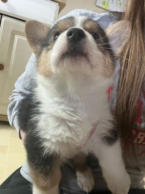2 Males   Pembroke Welsh Corgi Puppies media 26