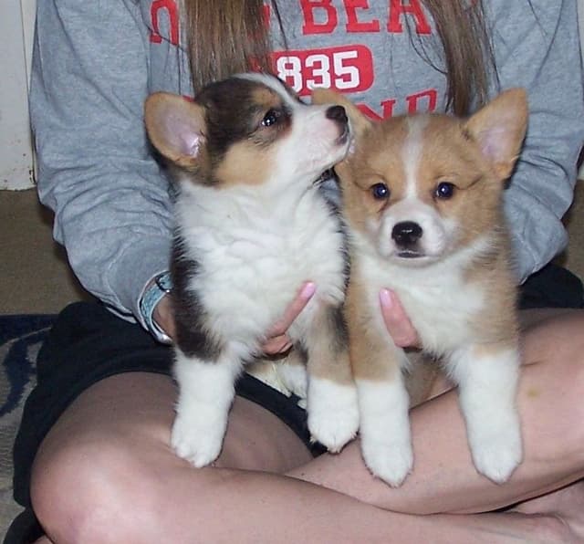 2 Males   Pembroke Welsh Corgi Puppies media 27