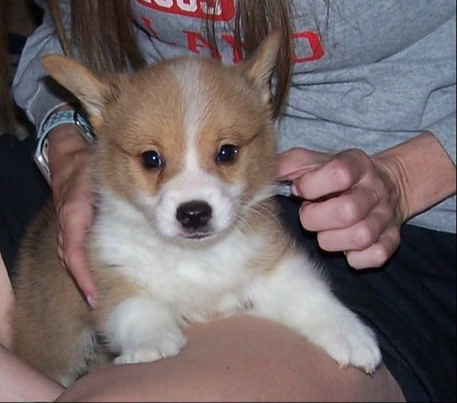 2 Males   Pembroke Welsh Corgi Puppies media 28