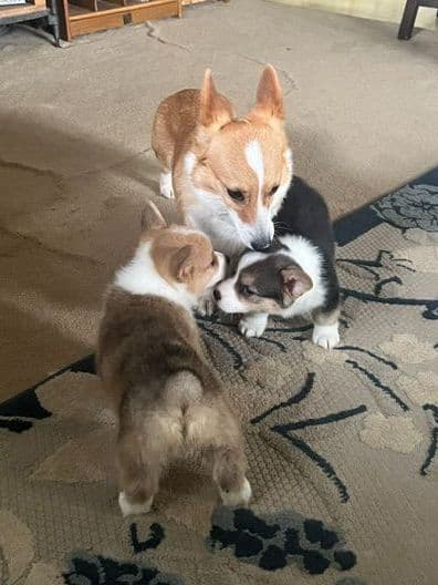 2 Males   Pembroke Welsh Corgi Puppies media 29