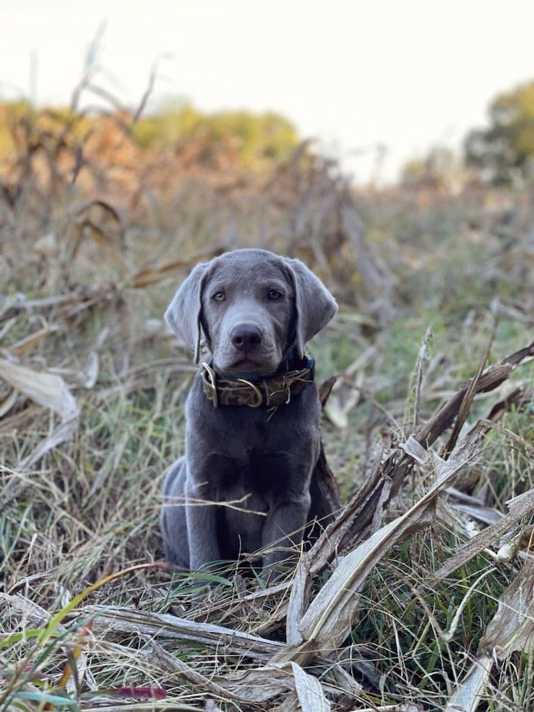 Labrador Retriever Puppies breeder image 13