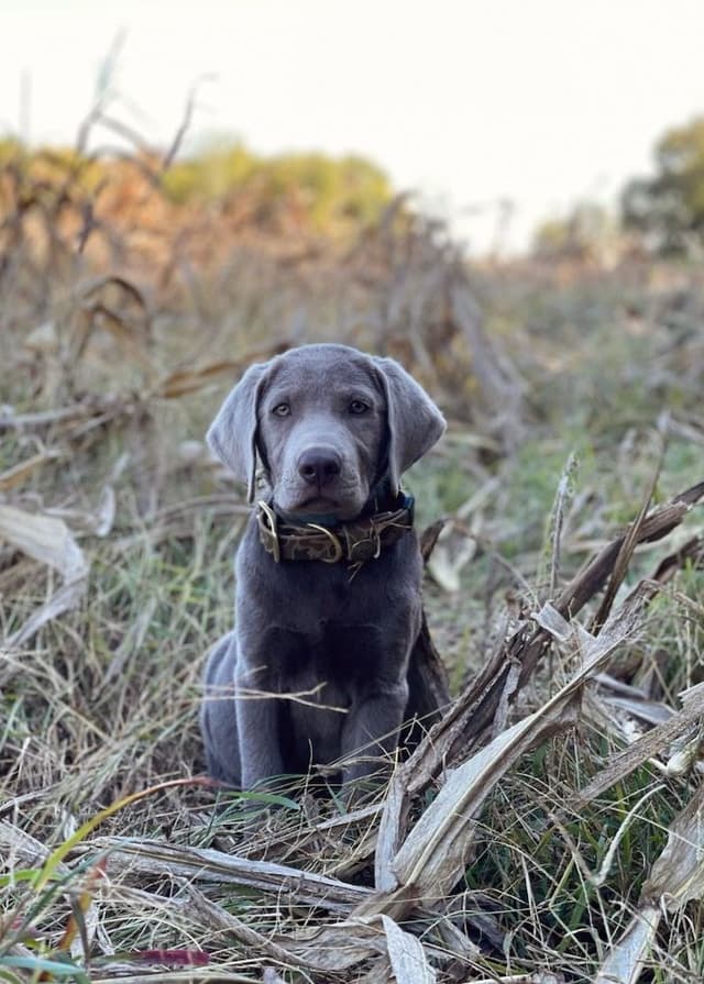Labrador Retriever Puppies media 9