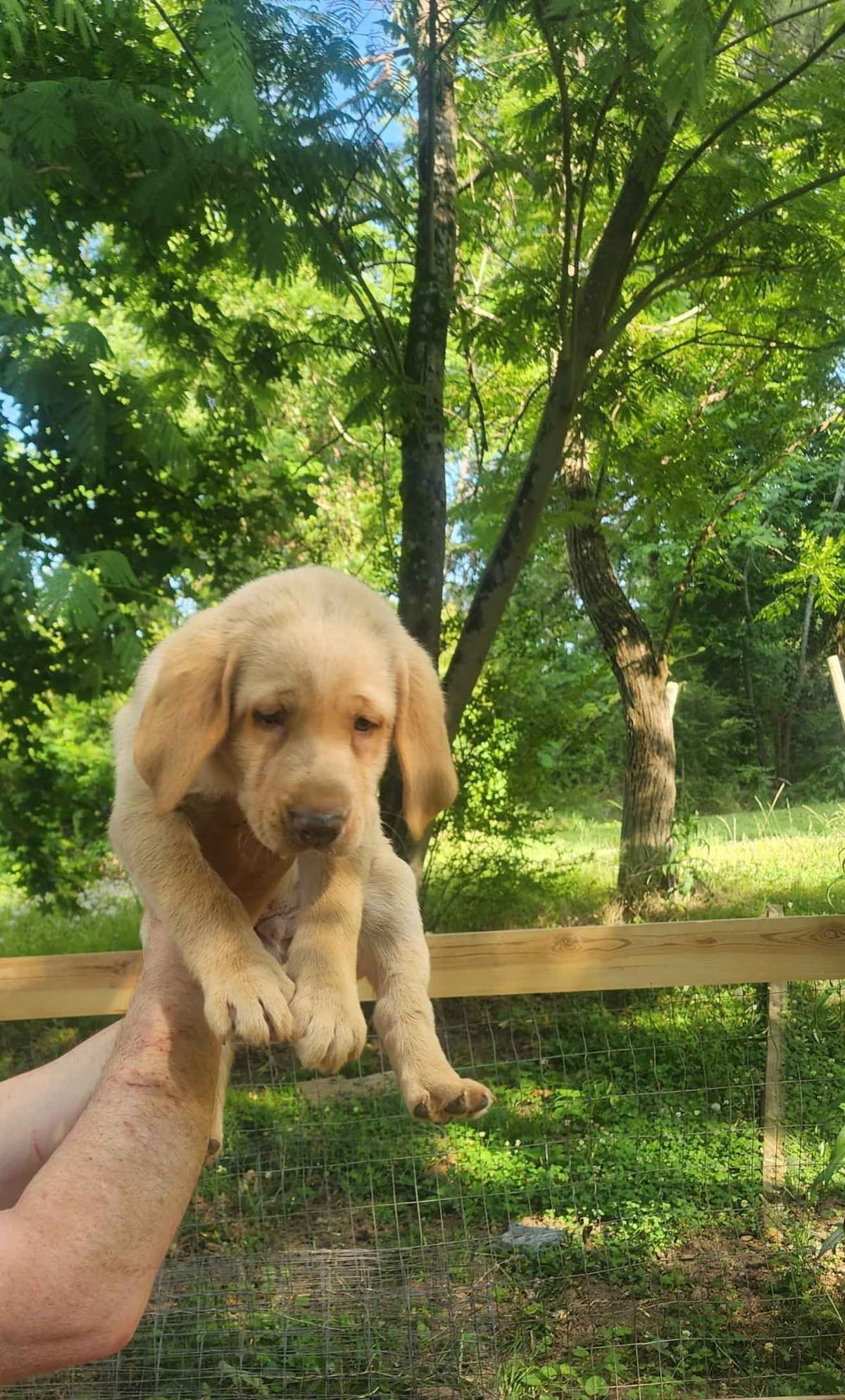 Labrador Retriever Puppies breeder image 12