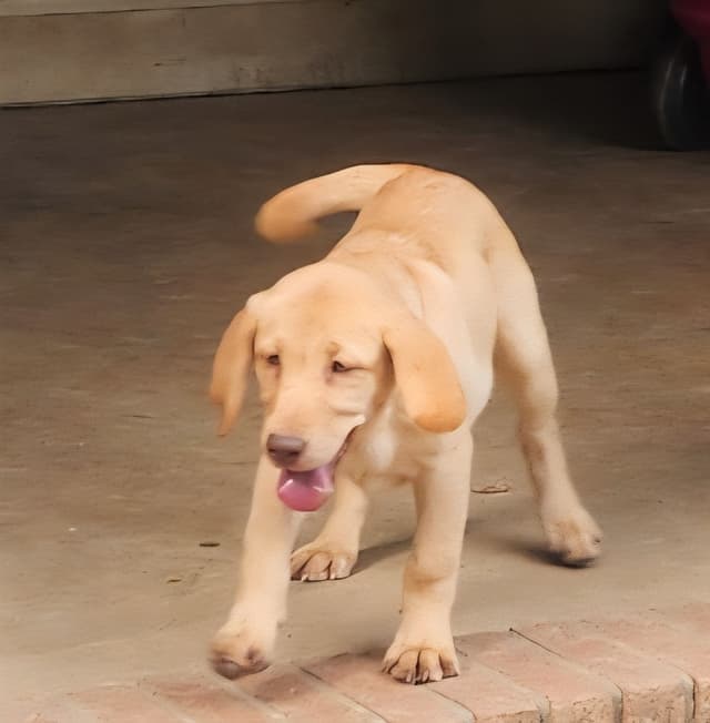 Labrador Retriever Puppies media 4