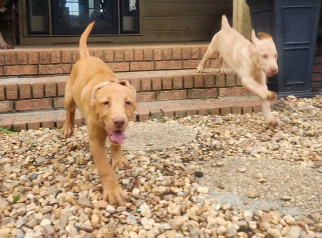 Labrador Retriever Puppies media 5