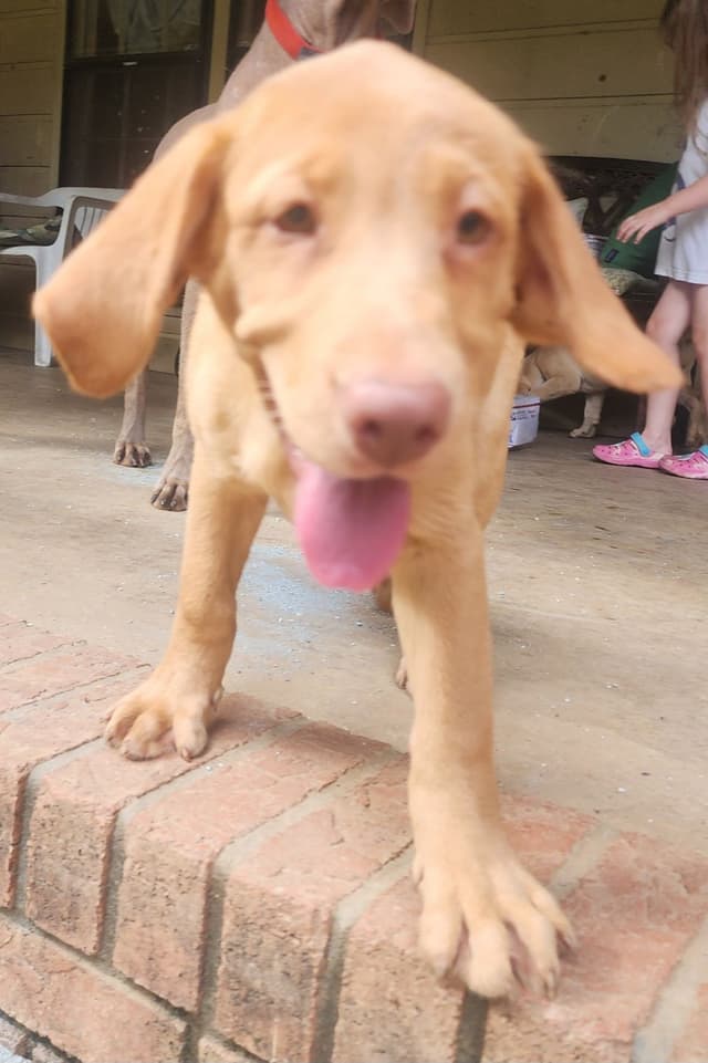 Labrador Retriever Puppies media 7