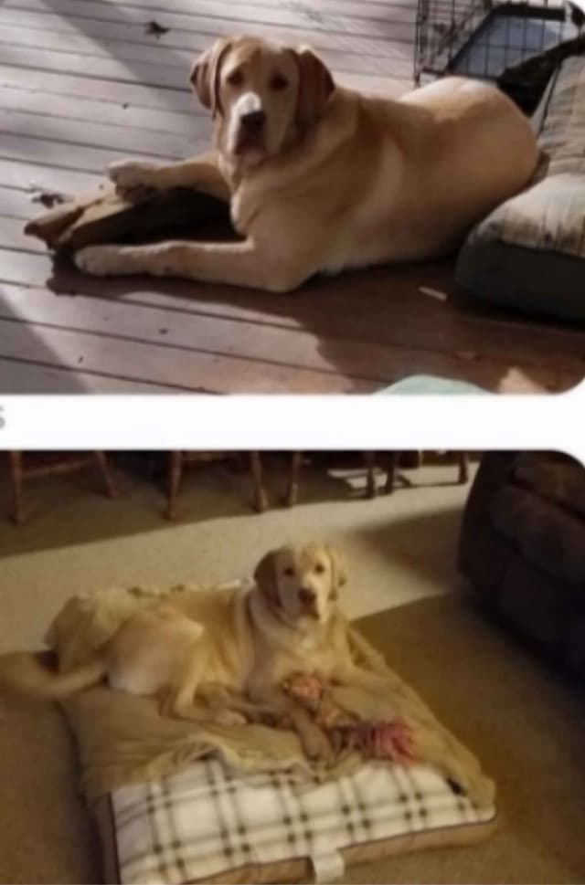 Labrador Retriever Puppies media 8