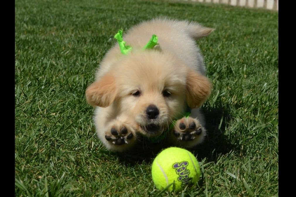 Golden Meadows CREAM Golden Retriever Puppies breeder image 3