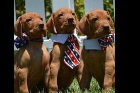 Golden Meadows CREAM Golden Retriever Puppies breeder image 10
