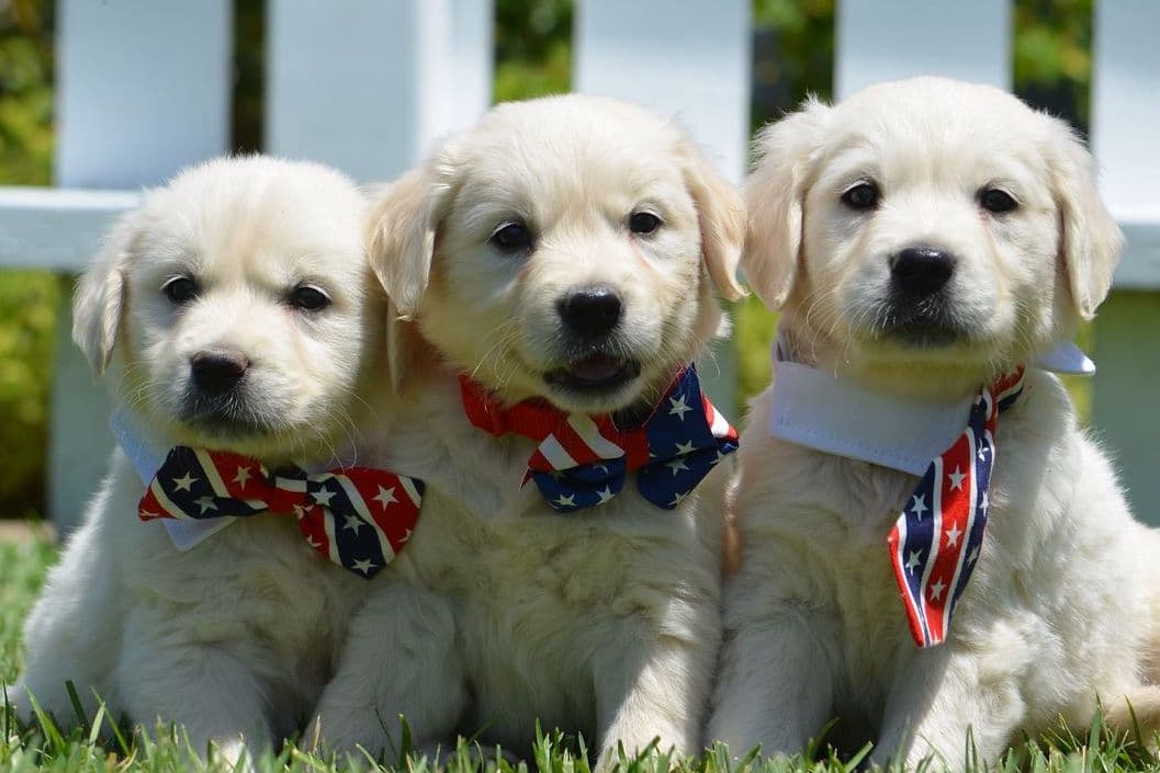 Golden Meadows CREAM Golden Retriever Puppies breeder image 11