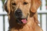 Golden Meadows CREAM Golden Retriever Puppies breeder image 14