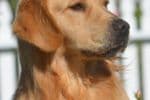 Golden Meadows CREAM Golden Retriever Puppies breeder image 13