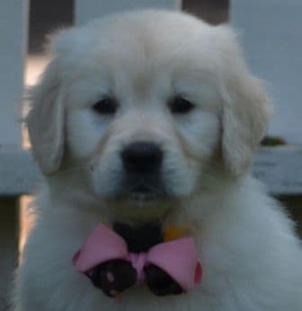 Golden Meadows CREAM Golden Retriever Puppies breeder image 17