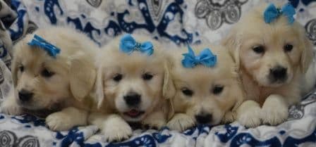 Golden Meadows CREAM Golden Retriever Puppies breeder image 15