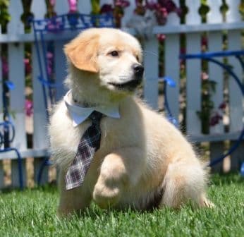 Golden Meadows CREAM Golden Retriever Puppies breeder image 16