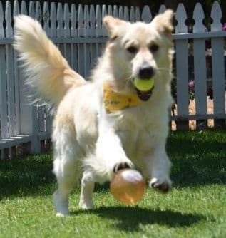Golden Meadows CREAM Golden Retriever Puppies breeder image 20