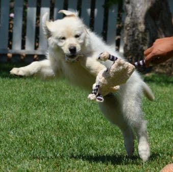 Golden Meadows CREAM Golden Retriever Puppies breeder image 12