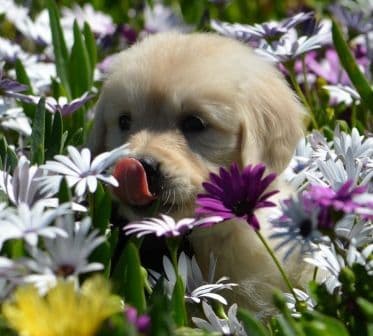 Golden Meadows CREAM Golden Retriever Puppies breeder image 18