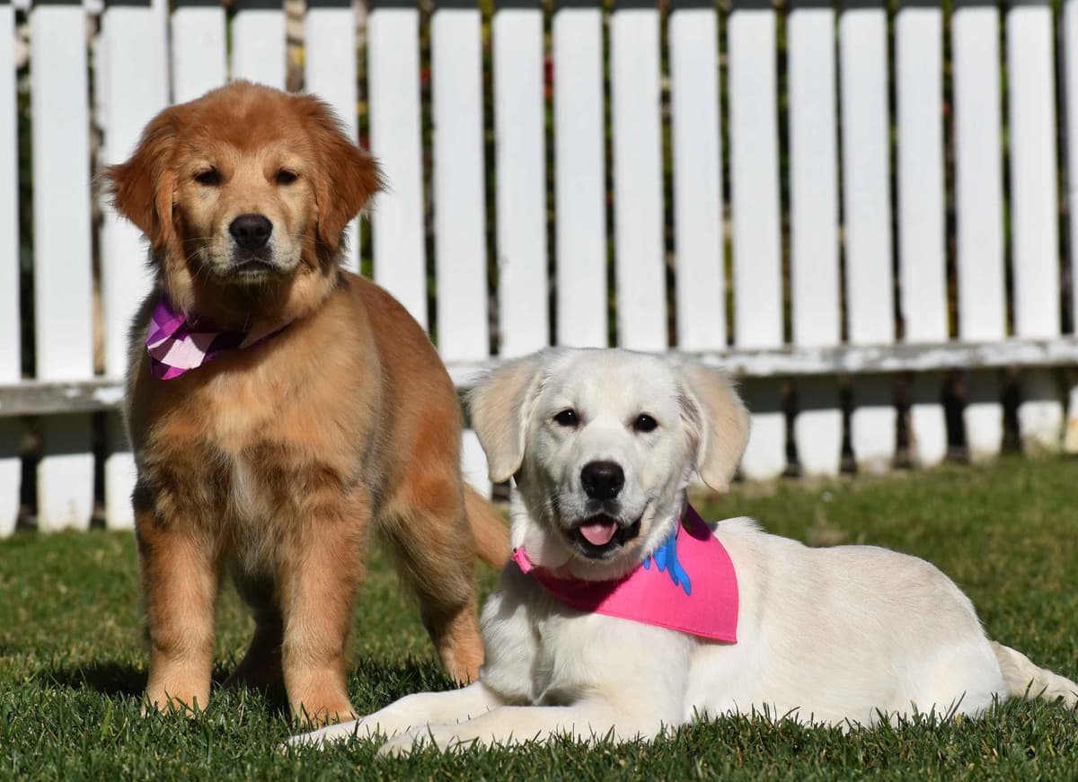 Golden Meadows CREAM Golden Retriever Puppies breeder image 1