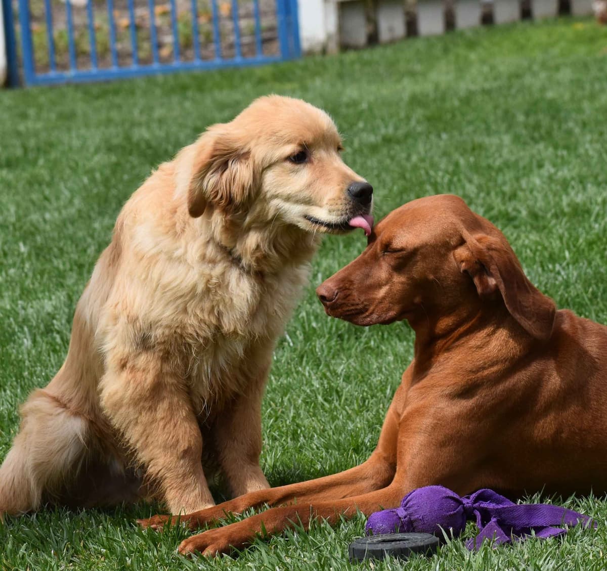 Golden Meadows CREAM Golden Retriever Puppies breeder image 2