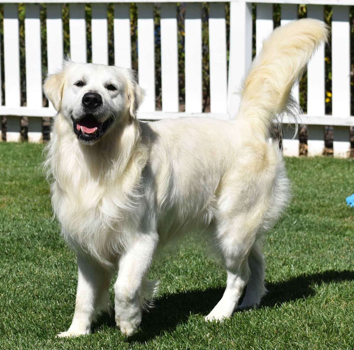 Golden Meadows CREAM Golden Retriever Puppies breeder image 7