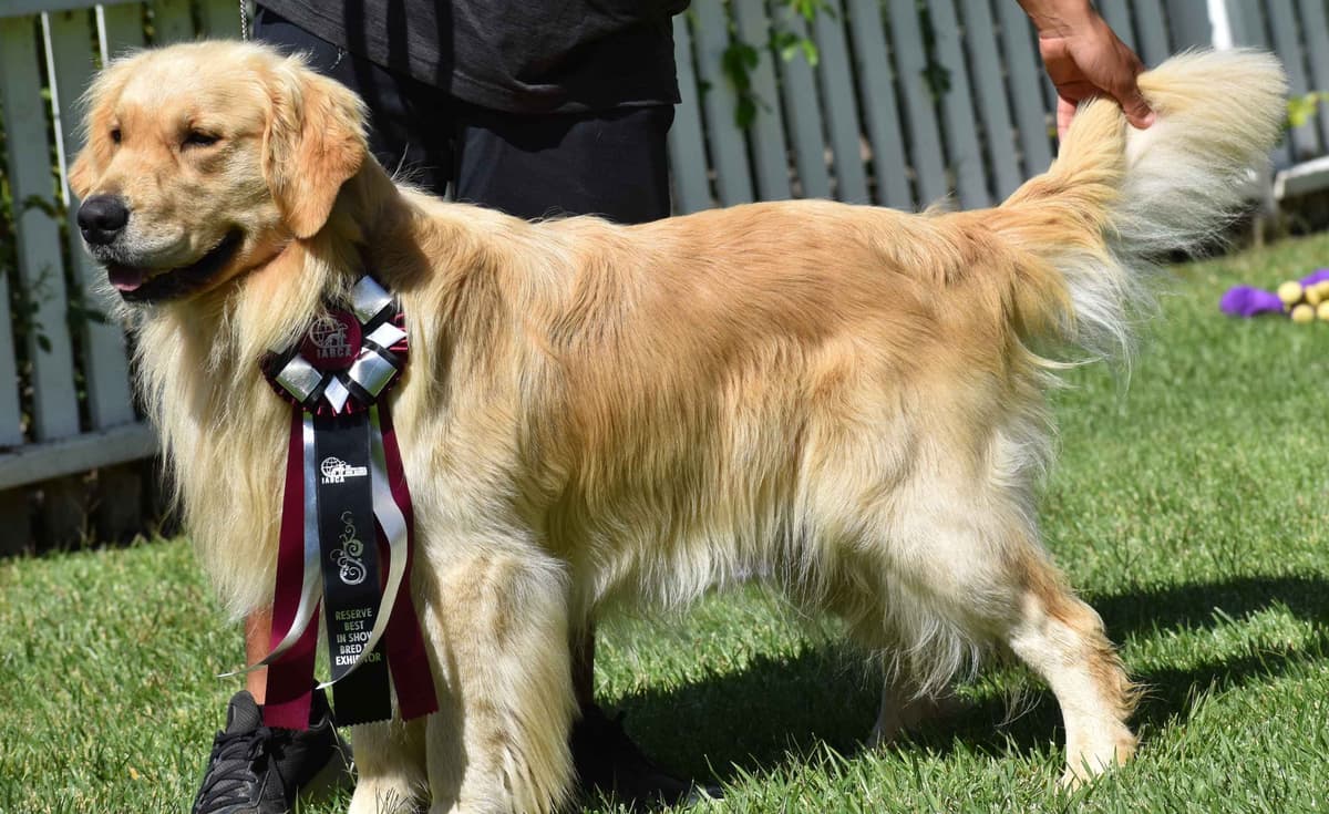 Golden Meadows CREAM Golden Retriever Puppies breeder image 4