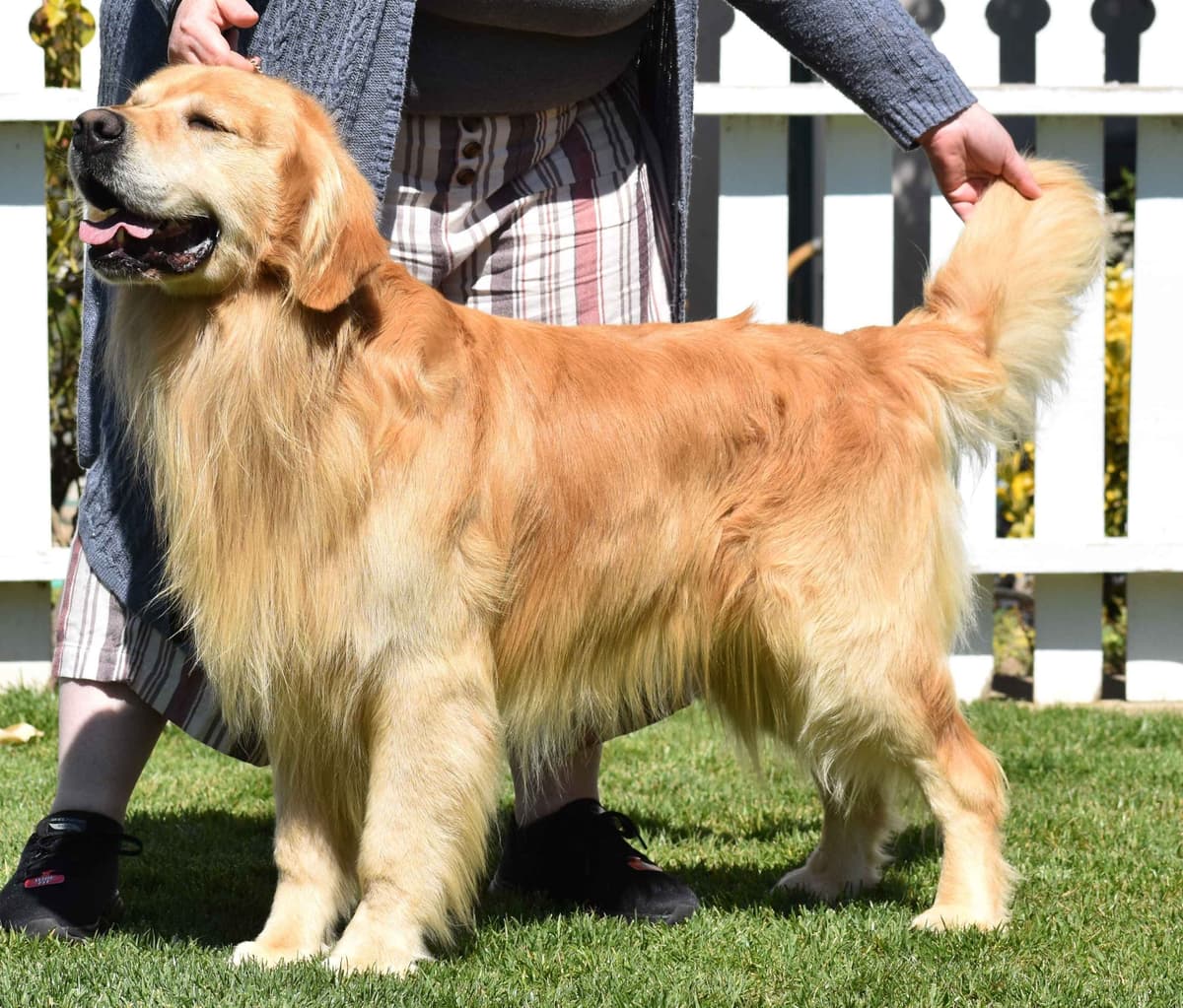 Golden Meadows CREAM Golden Retriever Puppies breeder image 8