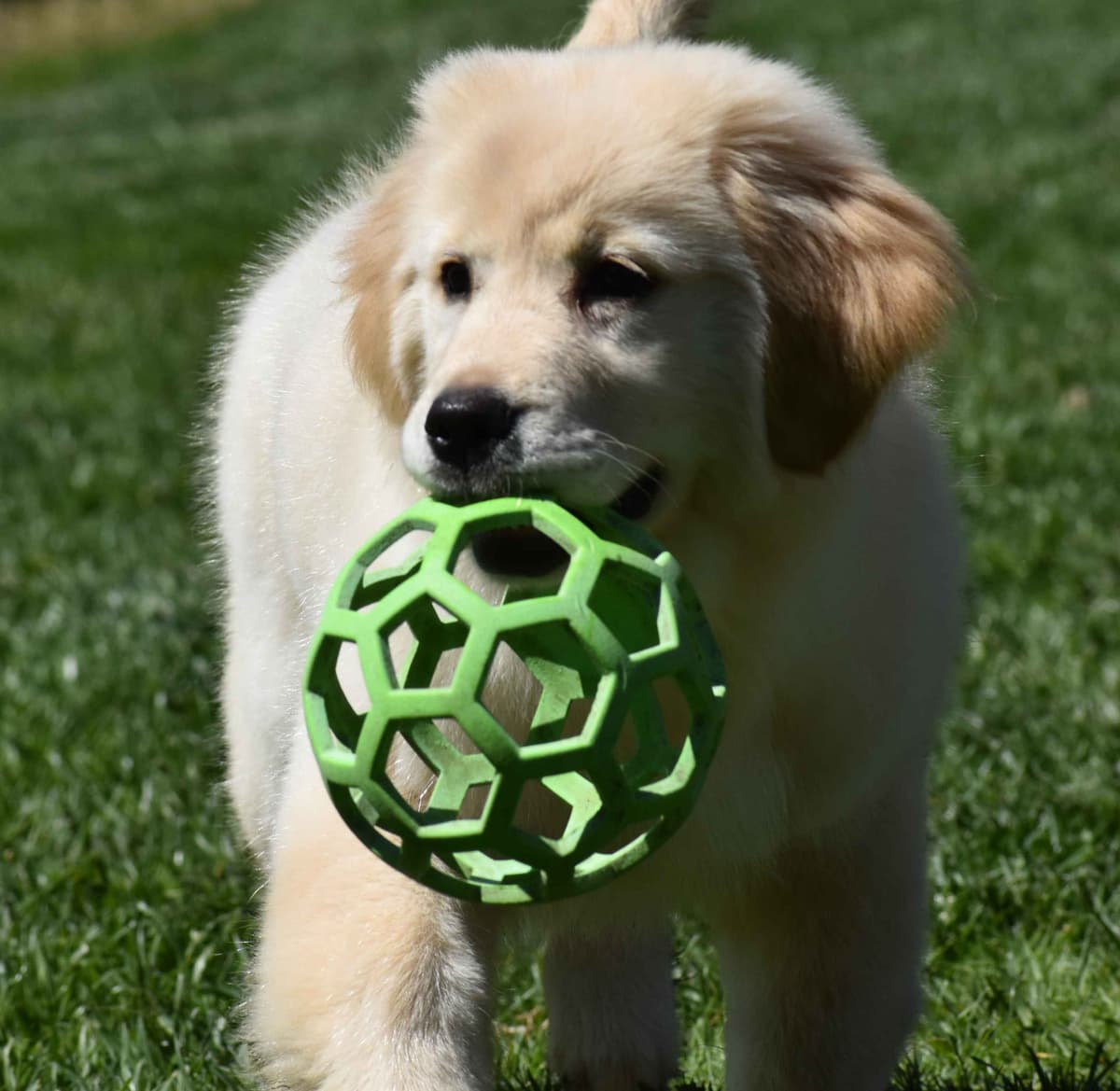 Golden Meadows CREAM Golden Retriever Puppies breeder image 21