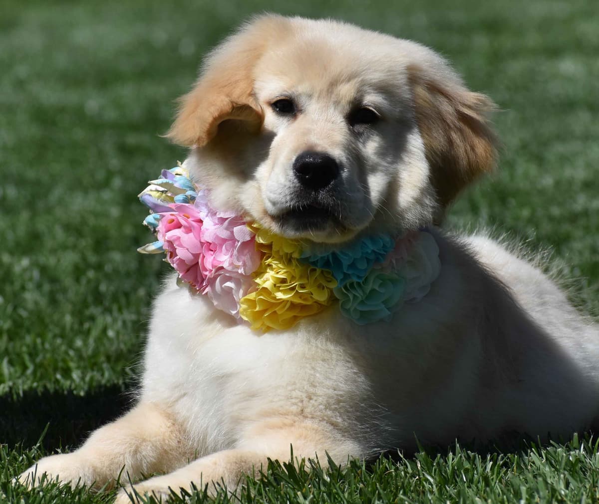 Golden Meadows CREAM Golden Retriever Puppies breeder image 23