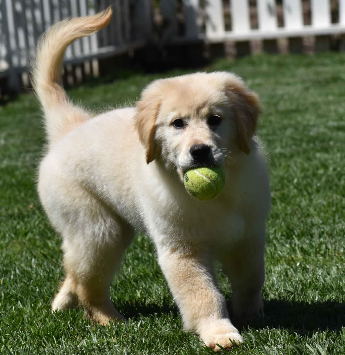 Golden Meadows CREAM Golden Retriever Puppies breeder image 24