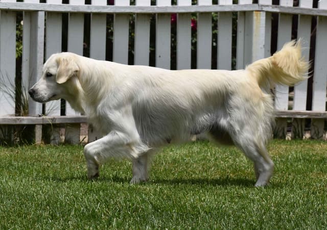 Golden Meadows CREAM Golden Retriever Puppies media 10