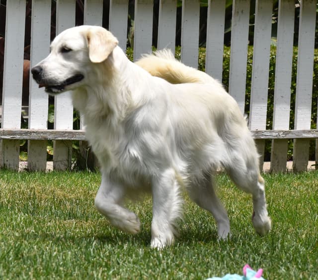 Golden Meadows CREAM Golden Retriever Puppies media 11
